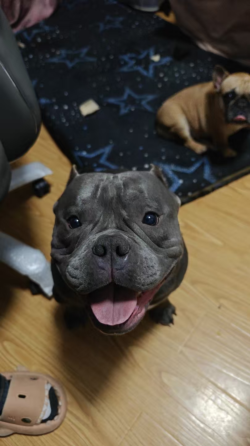 恶霸犬 六个月 疫苗齐全 驱虫已做 性格好